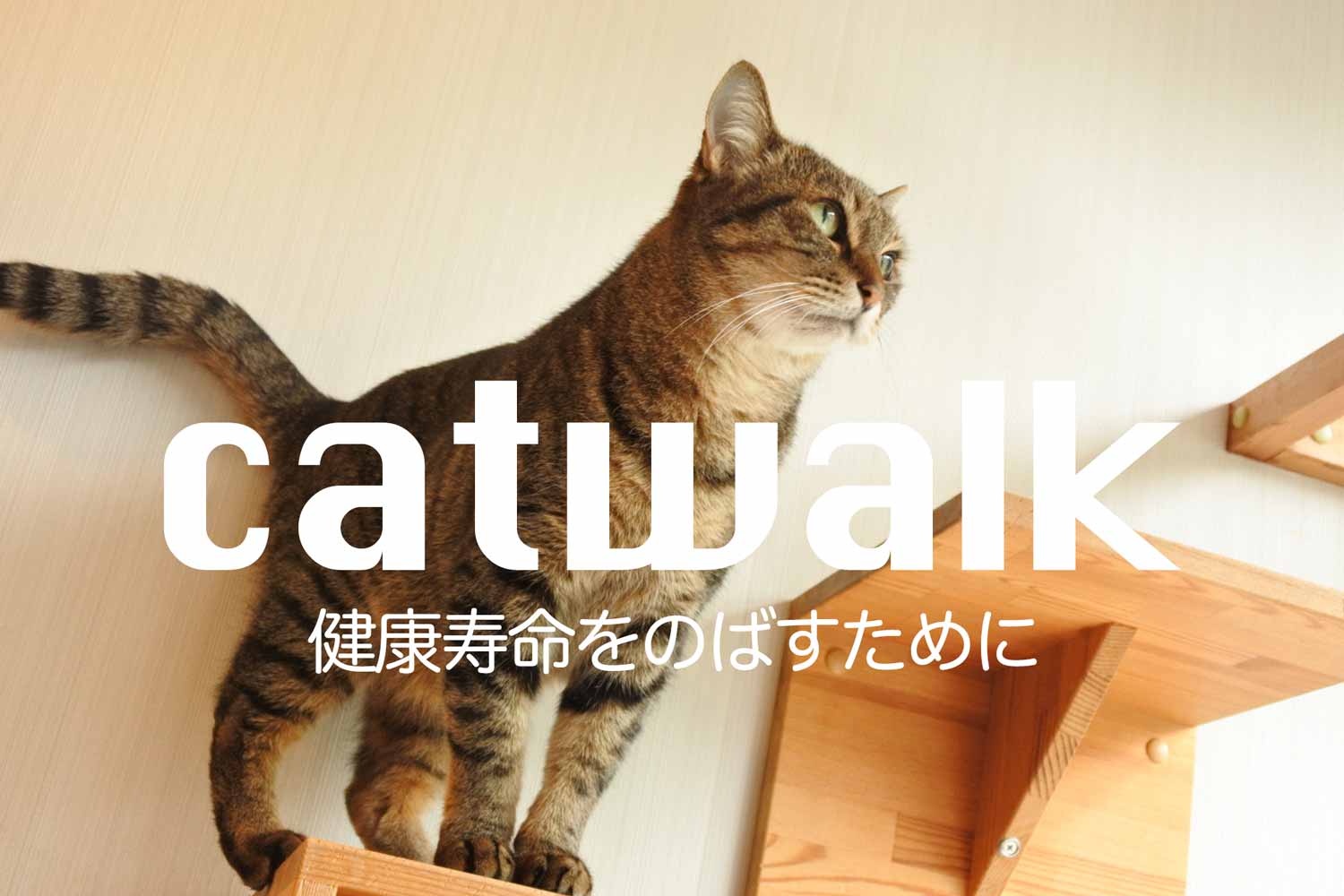 猫と暮らす住宅 キャットウォークの作り方や費用などの注意点 心地のいい家